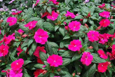 Big Bounce Impatiens Lilac 