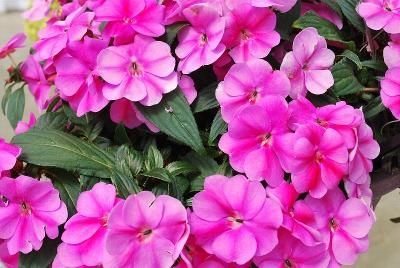 Ball Horticultural: Bounce Impatiens Pink Flame 