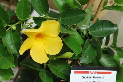 Summer Romance Dipladenia Vining Yellow 