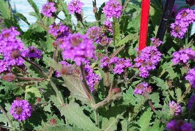 Hishtil Nurseries: Verbena Santos 