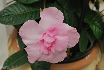 Summer Romance Dipladenia 'DoublePink'