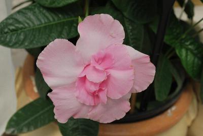 Summer Romance Dipladenia DoublePink 