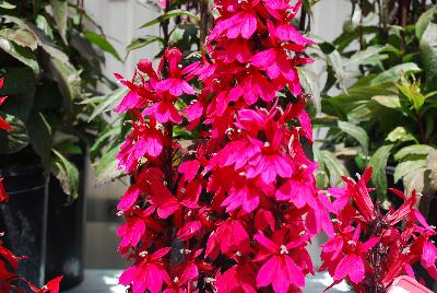 Starship Lobelia Deep Rose 