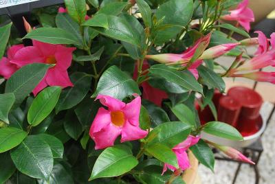 Summer Romance Dipladenia Bush Pink 