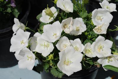 Rapido Campanula White