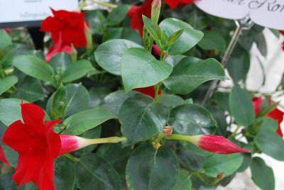 Summer Romance Dipladenia Bush Red 