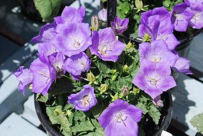 Rapido Campanula Blue