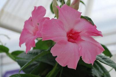 Summer Romance Dipladenia DoublePink 