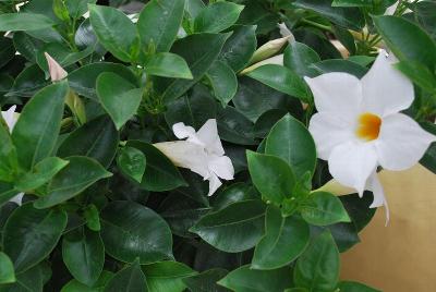 Summer Romance Dipladenia Bush White 