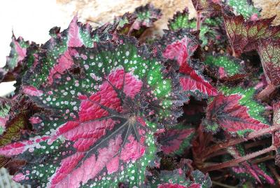 Jurassic Rex Begonia Watermelon 