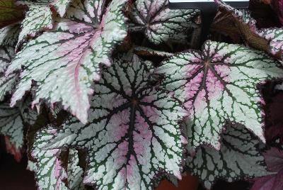 Jurassic Rex Begonia Green Streak 