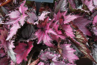 Jurassic Rex Begonia Pink Shades 