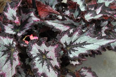 Jurassic Rex Begonia Silver Point 