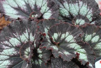 Jurassic Rex Begonia Silver Swirl 