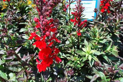 Starship Lobelia 'Scarlet'