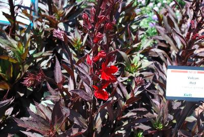 Vulcan Lobelia 'Red'