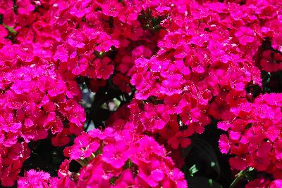 Ball Horticultural: Jolt&trade; Dianthus Cherry 