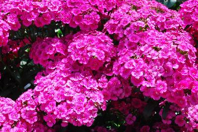 Ball Horticultural: Jolt&trade; Dianthus Pink 