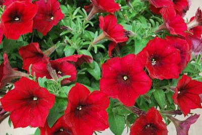 Easy Wave® Petunia, spreading Red Velour 