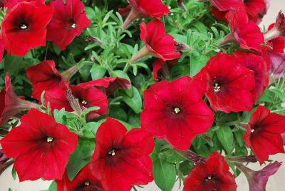 Easy Wave® Petunia, spreading 'Red Velour'