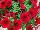 Easy Wave® Petunia, spreading Red Velour 