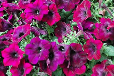 Easy Wave® Petunia, spreading Burgundy Velour 