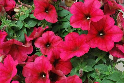 Easy Wave® Petunia, spreading 'Berry Velour'