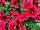 Easy Wave® Petunia, spreading Berry Velour 