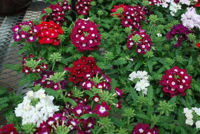 Ball Horticultural: Quartz Verbena Merlot Mixture XP Improved 