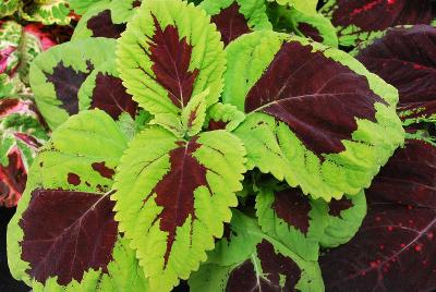 Kong® Coleus 'Lime Sprite'
