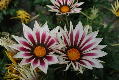 New Day Gazania Rose Stripe 