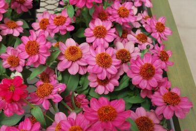 Zahara&reg; Zinnia 'Raspberry'