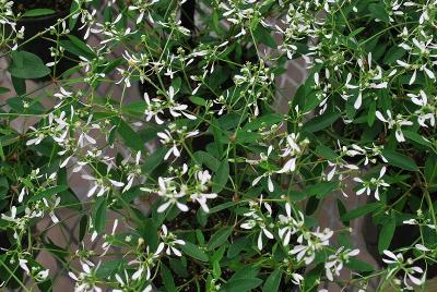  Euphorbia Glitz 