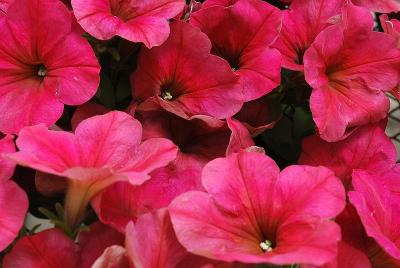 Easy Wave® Petunia Berry Velour