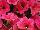 Easy Wave® Petunia Berry Velour 