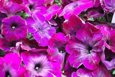 Ball Horticultural: Easy Wave® Petunia Burgundy Velour 