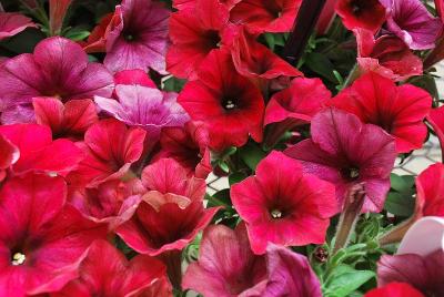Easy Wave® Petunia 'Red Velour'