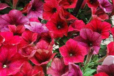 Easy Wave® Petunia Red Velour 