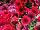 Easy Wave® Petunia Red Velour 