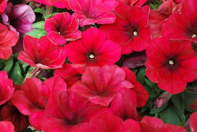 Ball Horticultural: Easy Wave® Petunia Red Velour 