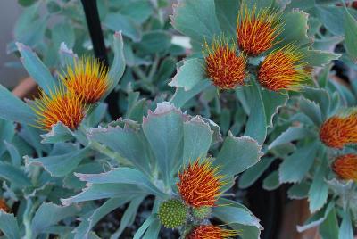 Leucospermum 'Seanna'
