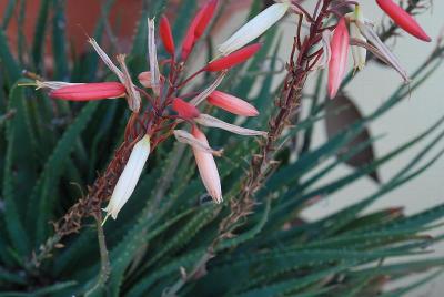  Aloe 'Safari Sunrise'