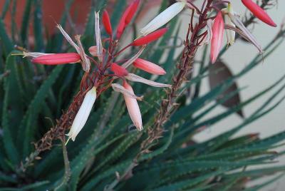  Aloe Safari Sunrise 