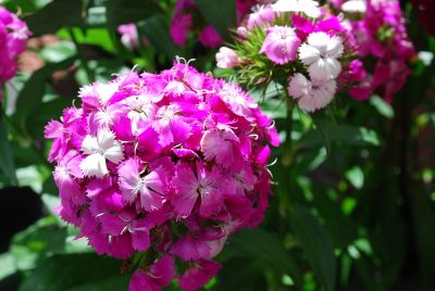Ball Horticultural: Dash Dianthus Mix 