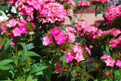 Ball Horticultural: Dash Dianthus Pink 