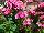 Dash Dianthus barbarus Pink 