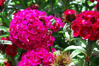 Ball Horticultural: Dash Dianthus Violet 