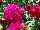 Dash Dianthus barbarus Violet 