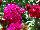 Dash Dianthus barbarus Violet 