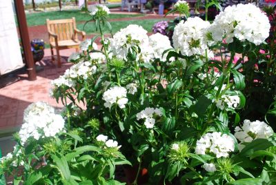 Ball Horticultural: Dash Dianthus White 